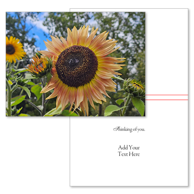 Spectacular Sunflower (Type Only)